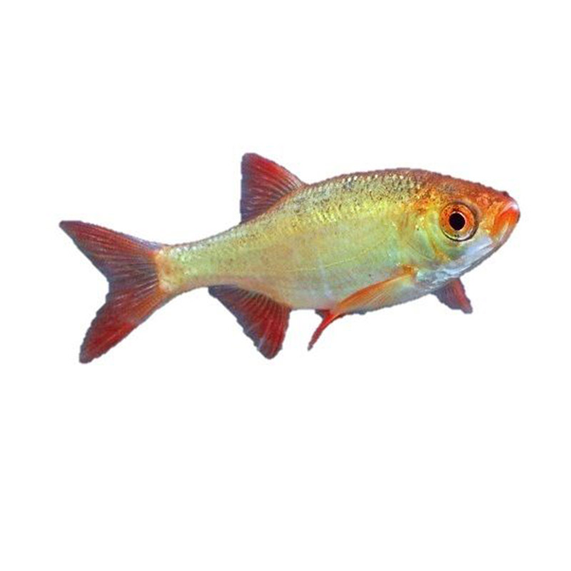 Pesce Rosso Con Pinna Caudale Doppia